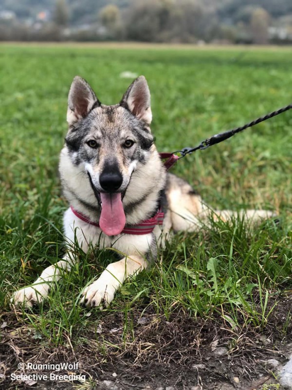 Dog Photo