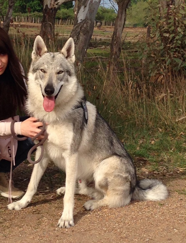 Dog Photo
