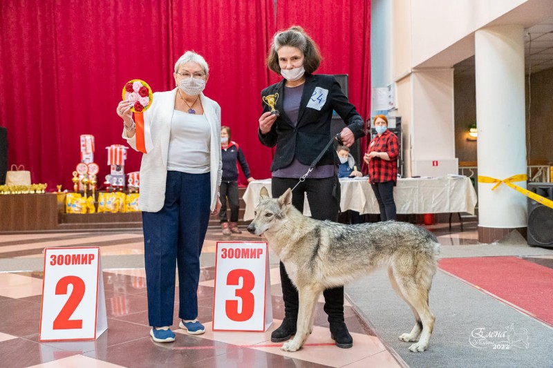 Dog Photo