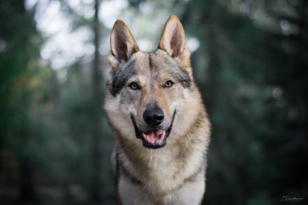 Dog Photo