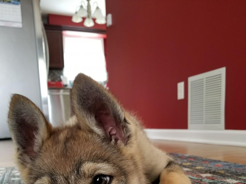 Dog Photo