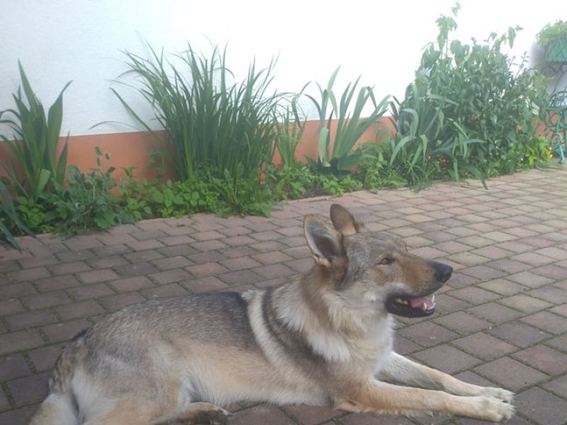 Dog Photo