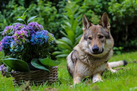 Dog Photo