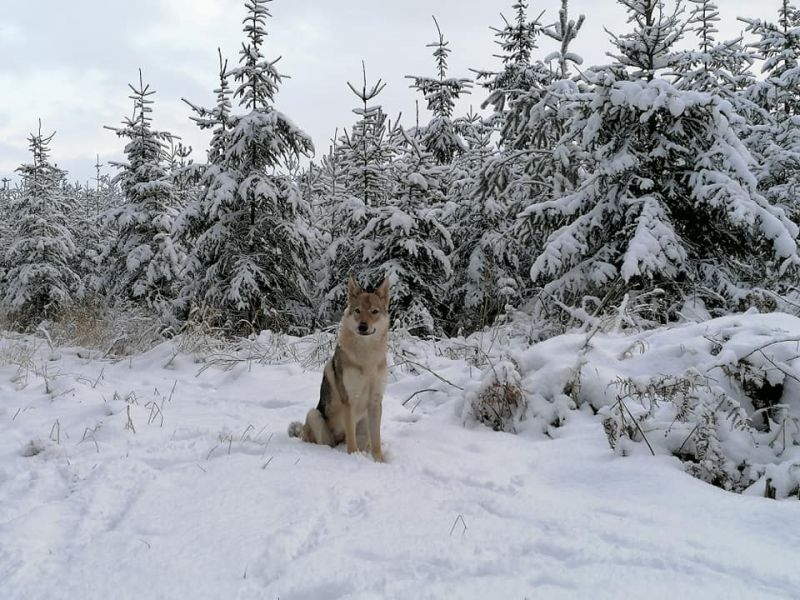 Dog Photo