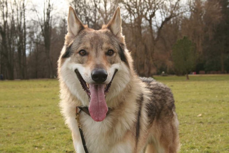 Dog Photo