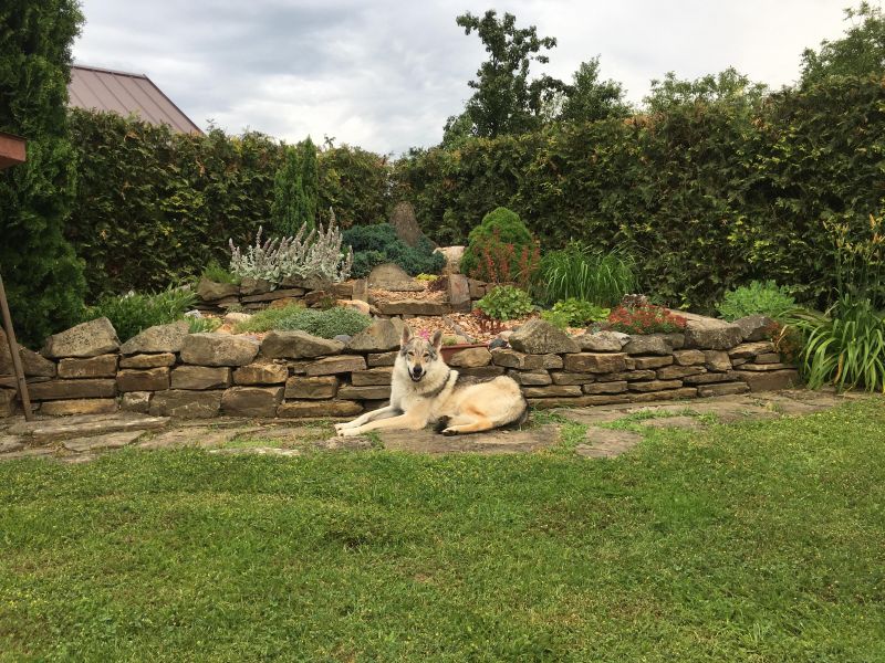 Dog Photo