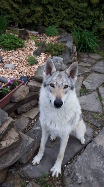 Dog Photo