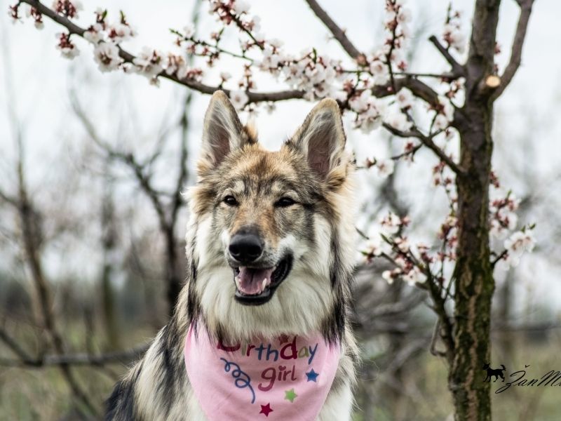 Dog Photo