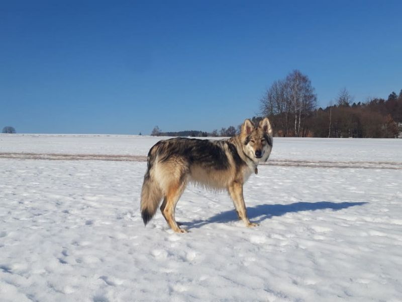 Dog Photo