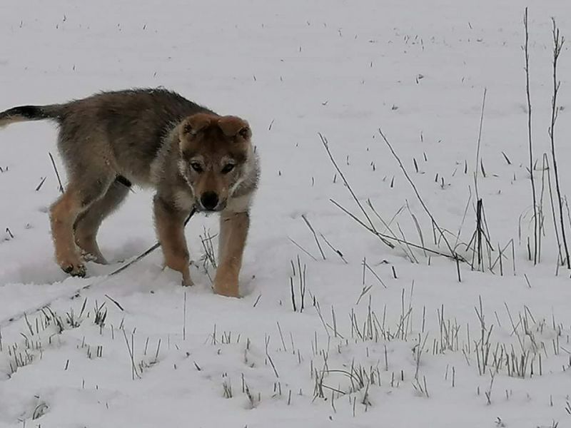 Dog Photo