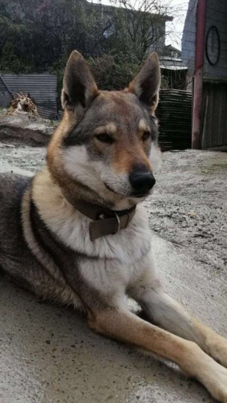 Dog Photo