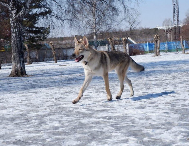 Dog Photo