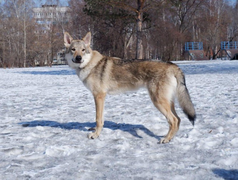 Dog Photo