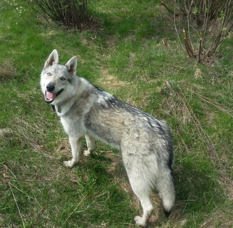 Dog Photo