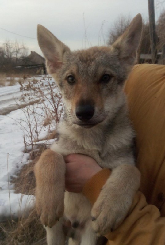 Dog Photo