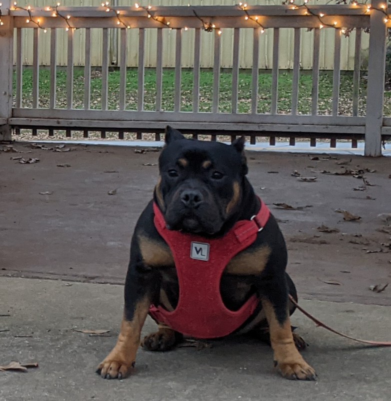 Dog Photo