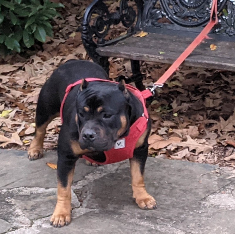 Dog Photo