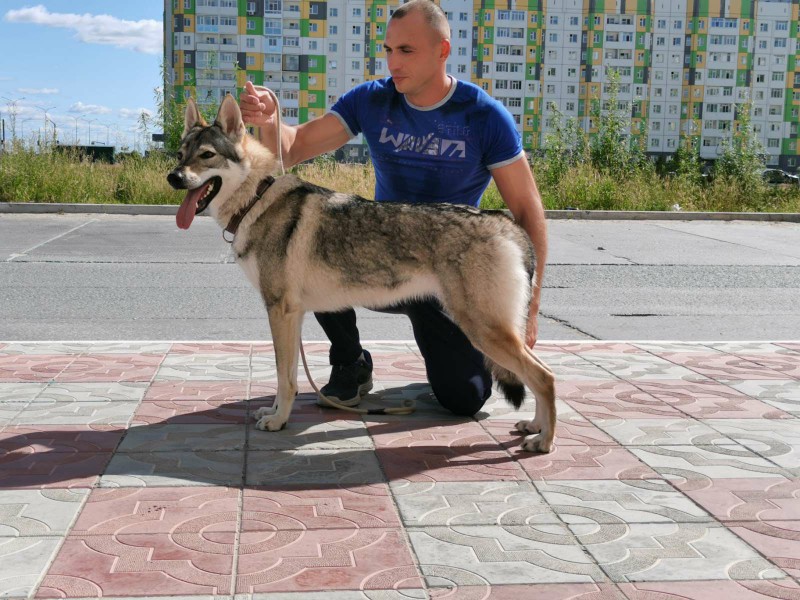 Dog Photo