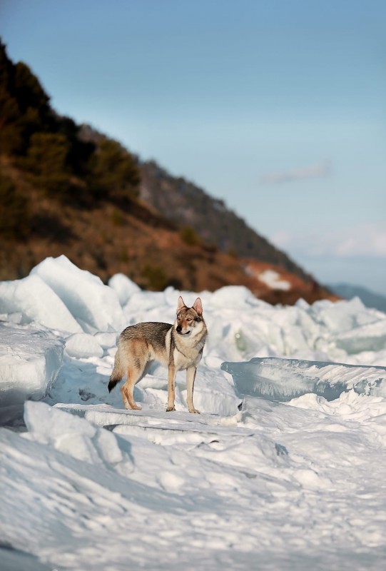 Dog Photo