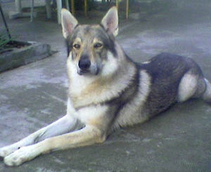 Dog Photo