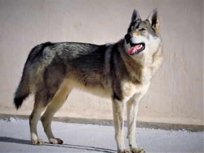 Dog Photo