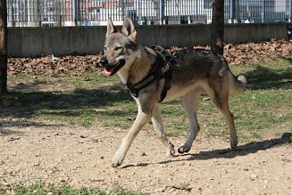Dog Photo
