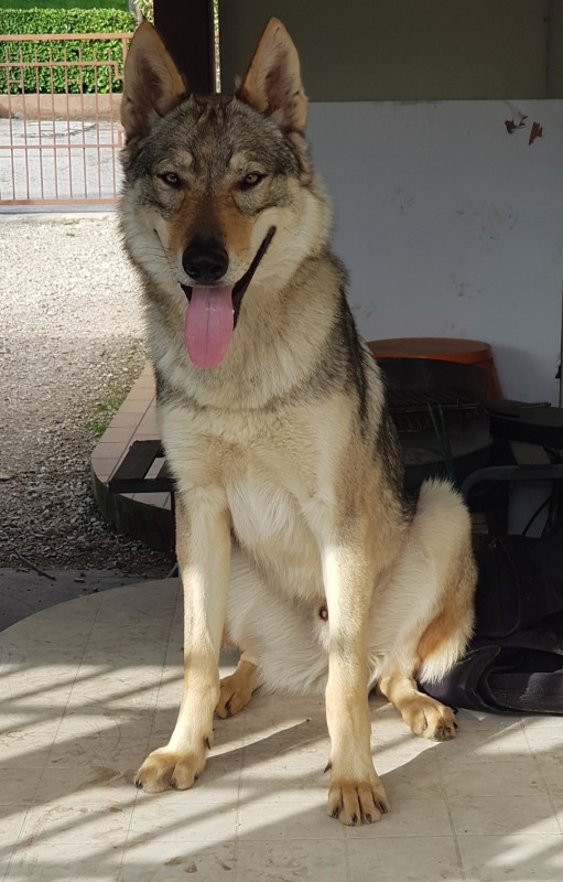 Dog Photo
