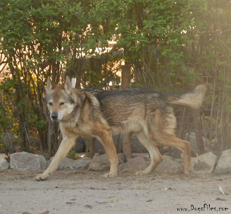 Dog Photo