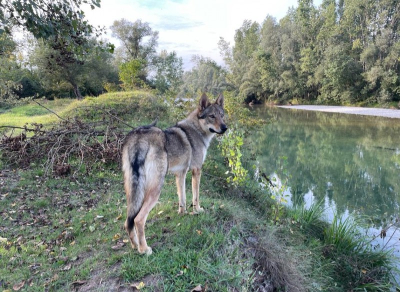 Dog Photo