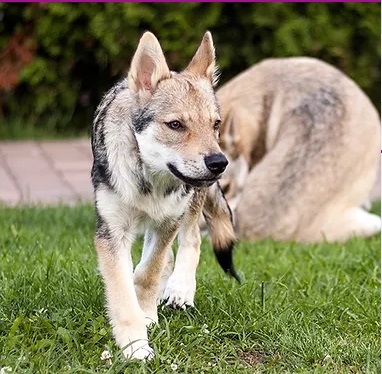 Dog Photo