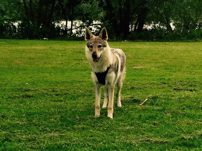 Dog Photo
