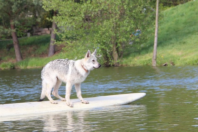Dog Photo