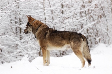 Dog Photo