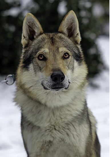 Dog Photo