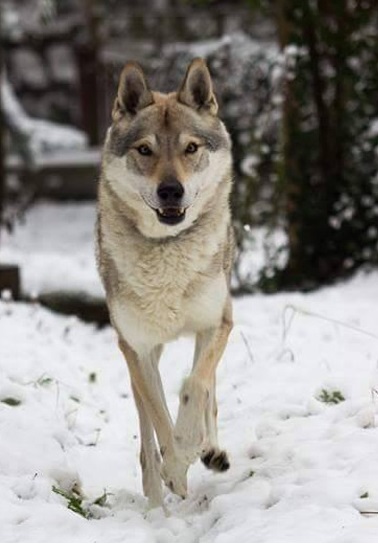 Dog Photo