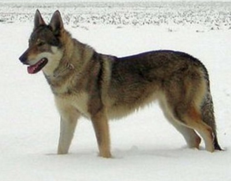 Dog Photo