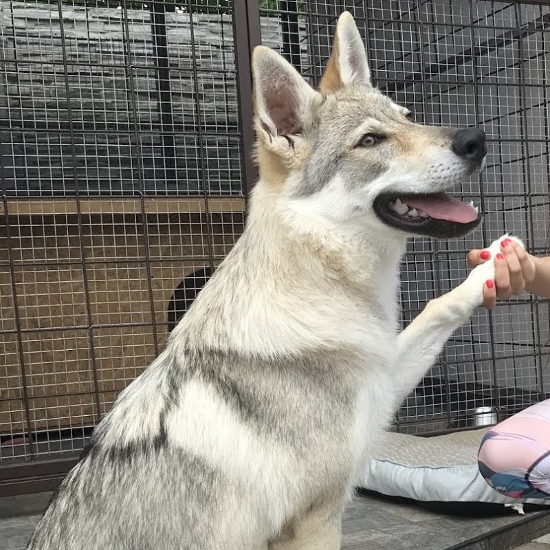 Dog Photo
