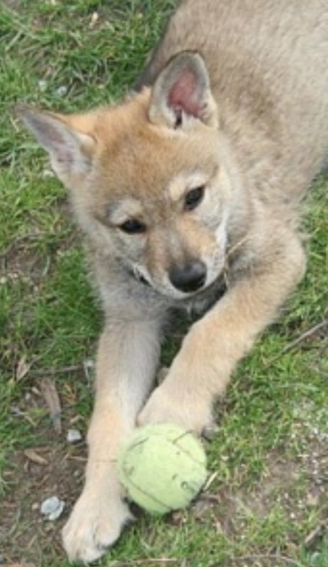 Dog Photo