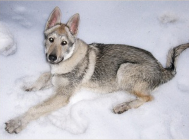 Dog Photo