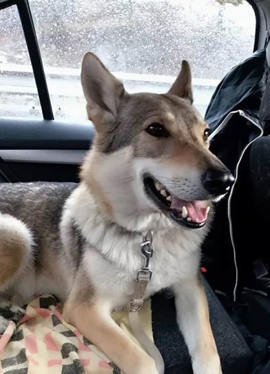 Dog Photo