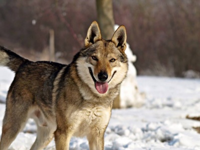 Dog Photo