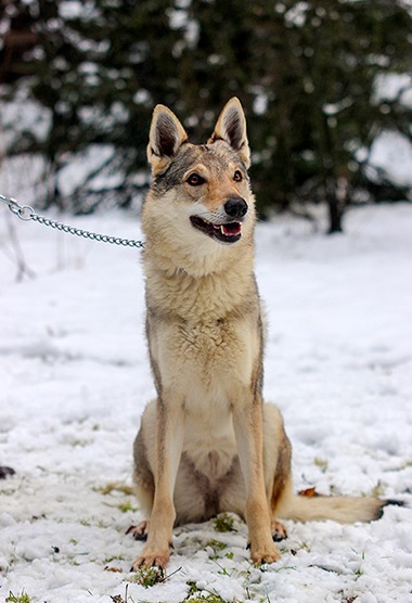 Dog Photo