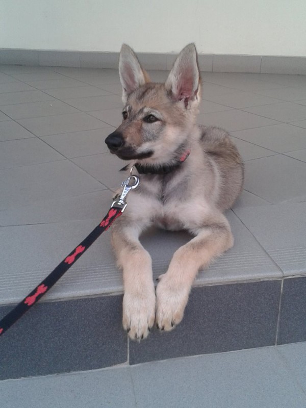 Dog Photo