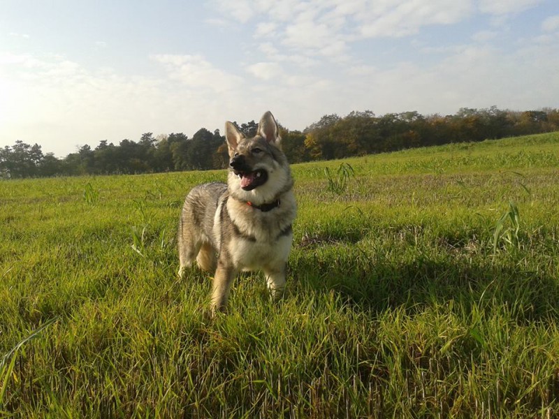 Dog Photo