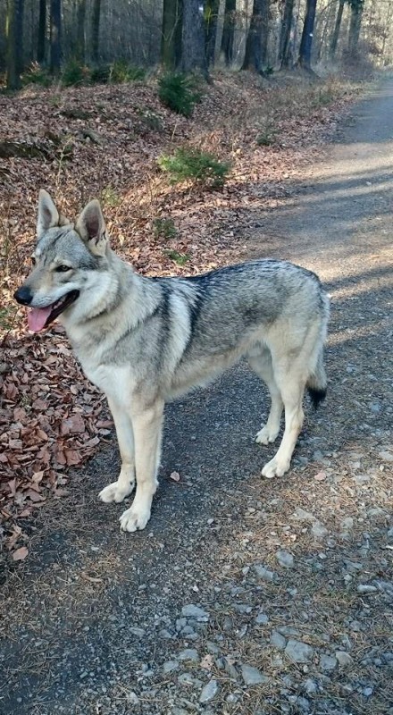 Dog Photo
