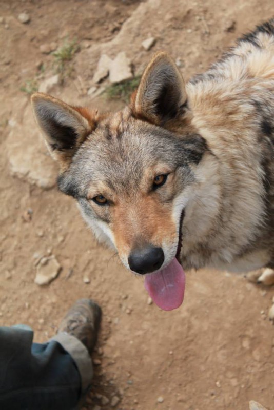 Dog Photo