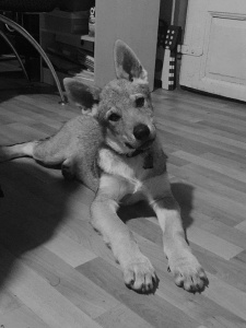 Dog Photo