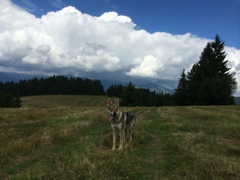 Dog Photo