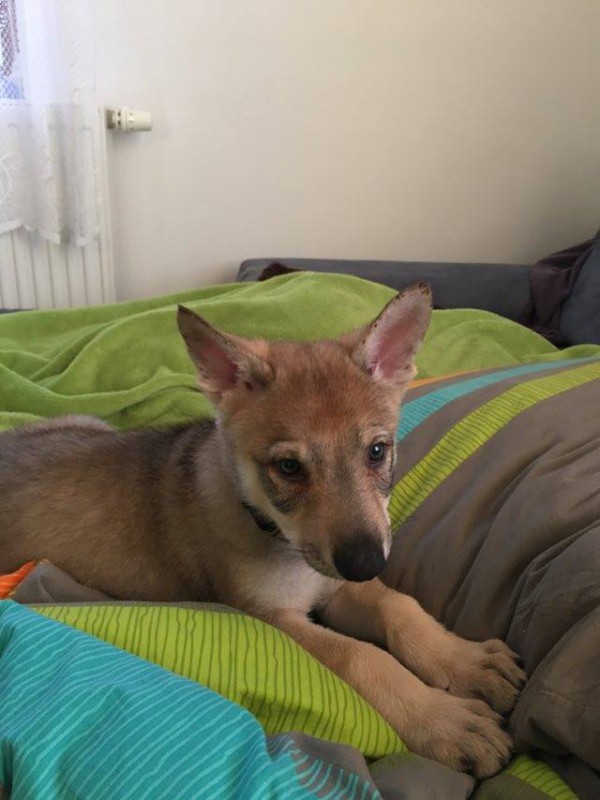 Dog Photo