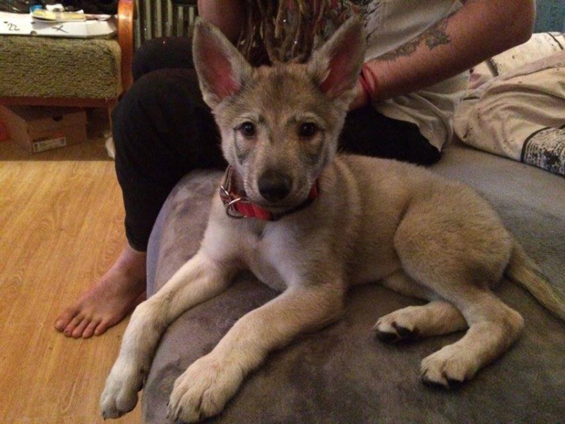 Dog Photo